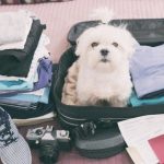 Razem czy osobno? Jak zaplanować urlop ze zwierzakiem?