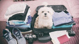 Razem czy osobno? Jak zaplanować urlop ze zwierzakiem?