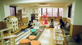 RELAKS PO JAPOŃSKU! Podróże, LIFESTYLE - Czy kawiarnia z sympatycznymi futrzakami to idealny pomysł na biznes? Pewnie!