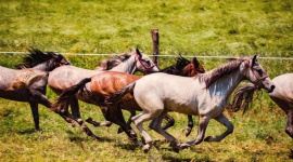 Slawonia - złota brama Chorwacji Podróże, LIFESTYLE - Myśląc o Chorwacji, oczami wyobraźni widzimy malownicze nadmorskie miasteczka, lśniącą błękitem taflę Adriatyku i urokliwe, romantyczne plaże. Jednak ten popularny wśród turystów kraj ma do zaoferowania znacznie więcej. Jedną z takich pereł jest Slawonia.