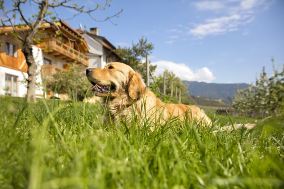 Gospodarstwa agroturystyczne Roter Hahn – wakacje z czworonogiem w sercu Alp Podróże, LIFESTYLE - Roter Hahn posiada w swojej ofercie wiele apartamentów dostosowanych do potrzeb osób podróżujących ze zwierzętami.