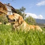 Gospodarstwa agroturystyczne Roter Hahn – wakacje z czworonogiem w sercu Alp