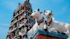 Płyniemy po lato Podróże, LIFESTYLE - Od listopada do marca jest zimno, mokro, czasem mroźno, a przede wszystkim szaro i smutno… Słońca jak na lekarstwo, czasem dni z piękną pogodą można policzyć na palcach jednej ręki. Dlatego coraz popularniejsze są zimowe wyjazdy w ciepłe kraje.