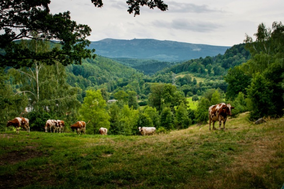 PIECHOWICE – PERŁA DOLNEGO ŚLĄSKA Podróże, LIFESTYLE - Zachęceni sezonem turystycznym chętnie spędzanym w Polsce, przedstawiamy jedno z najciekawszych miejsc na mapie Karkonoszy. Piechowice to oaza spokoju otoczona górskimi szczytami, która zaprasza do poznania jej tajemnic.