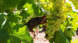 Polskie kierunki enoturystyczne Podróże, LIFESTYLE - Coraz więcej Polaków pragnie nie tylko degustować wino w domowym zaciszu, ale również wiedzieć skąd ono pochodzi i jaka jest jego historia, dlatego wraz z odrodzeniem winiarstwa w Polsce coraz popularniejsza staje się również enoturystyka.